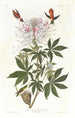 Colibri à cou roux - John James Audubon — weergave van het kunstwerk