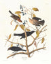 Grakle rouillé - John James Audubon — weergave van het kunstwerk