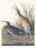 Zoutwater moerashoen - John James Audubon — weergave van het kunstwerk