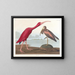 Ibis écarlate - John James Audubon — ingelijst kunstwerk aan de muur