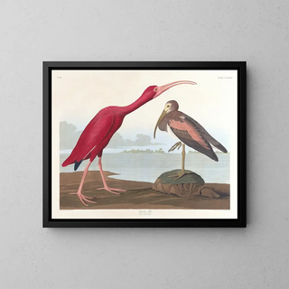 John James Audubon - Scarlet ibis.webp