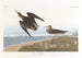 Bécasseau de Schinz - John James Audubon — weergave van het kunstwerk