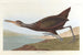 Scolopax courlan - John James Audubon — weergave van het kunstwerk