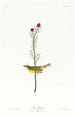 Moucherolle de Selby - John James Audubon — weergave van het kunstwerk