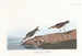 Bécasseau semipalmé - John James Audubon — weergave van het kunstwerk