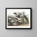 Bécassine semipalmée of willet - John James Audubon — ingelijst kunstwerk aan de muur