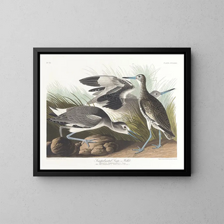 John James Audubon - Semipalmated snipe or willet.webp