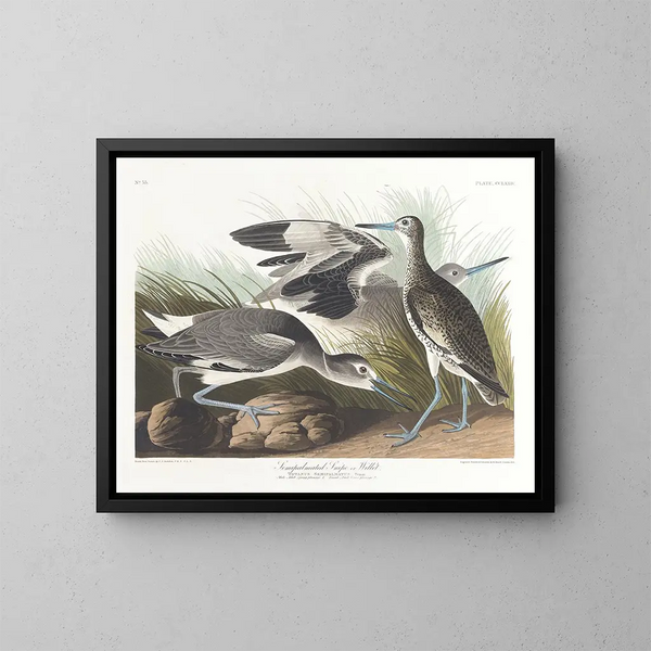 Bécassine semipalmée of willet - John James Audubon — ingelijst kunstwerk aan de muur
