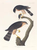 Faucon à peau acérée - John James Audubon — weergave van het kunstwerk