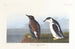 van het Goudvink-Schilderij - John James Audubon — weergave van het kunstwerk