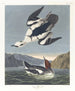 Smew of witte non - John James Audubon — weergave van het kunstwerk