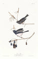 Sneeuwvogel - John James Audubon — weergave van het kunstwerk