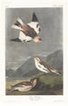 Bruant des neiges - John James Audubon — weergave van het kunstwerk