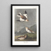 Bruant des neiges - John James Audubon — ingelijst kunstwerk aan de muur