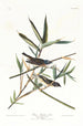 Moucherolle solitaire of viréo - John James Audubon — weergave van het kunstwerk