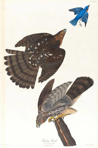 John James Audubon - Stanley hawk.webp