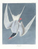Lijsterzwaluw schilderij - John James Audubon — weergave van het kunstwerk