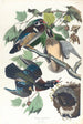 Kanarie zomer of eend - John James Audubon — weergave van het kunstwerk