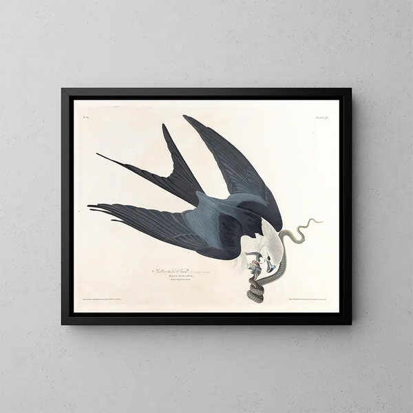 Vorkstaartvalk - John James Audubon — ingelijst kunstwerk aan de muur