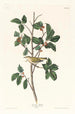 Paruline du Tennessee - John James Audubon — weergave van het kunstwerk