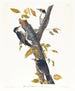 Pic tridactyle - John James Audubon — weergave van het kunstwerk