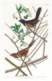 Bruant à gorge rousse - John James Audubon — weergave van het kunstwerk