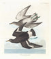 Bécasseau de Townsend - John James Audubon — weergave van het kunstwerk
