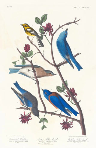John James Audubon - Townsends warbler Arctic bluebird Western bluebird.webp