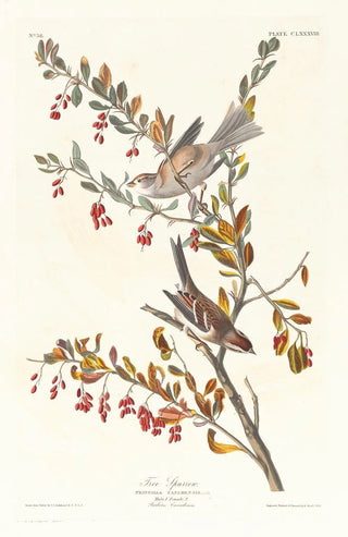 John James Audubon - Tree sparrow.webp
