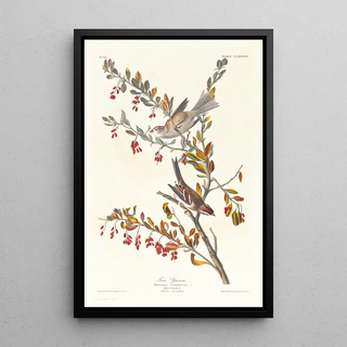John James Audubon - Tree sparrow.webp