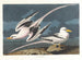 Tropische Vogel - John James Audubon — weergave van het kunstwerk