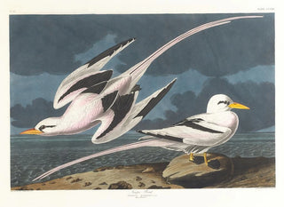 John James Audubon - Tropic bird.webp