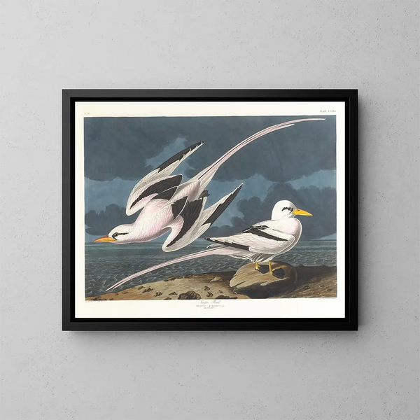 Tropische Vogel - John James Audubon — ingelijst kunstwerk aan de muur