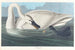 Cygne trompette - John James Audubon — weergave van het kunstwerk