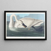 Cygne trompette - John James Audubon — ingelijst kunstwerk aan de muur