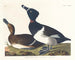 Fuligule milouin - John James Audubon — weergave van het kunstwerk