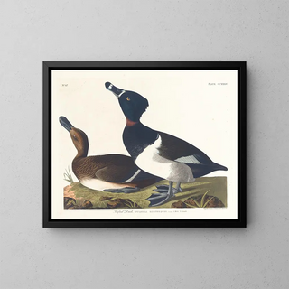 John James Audubon - Tufted duck.webp