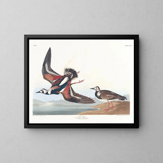 John James Audubon - Turnstone.webp