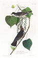 Moucherolle tyran - John James Audubon — weergave van het kunstwerk