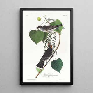 John James Audubon - Tyrant flycatcher.webp