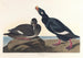 Eenden van fluweel - John James Audubon — weergave van het kunstwerk