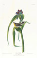 Paruline de Vigors - John James Audubon — weergave van het kunstwerk