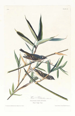 John James Audubon - Vireo solitarius.webp
