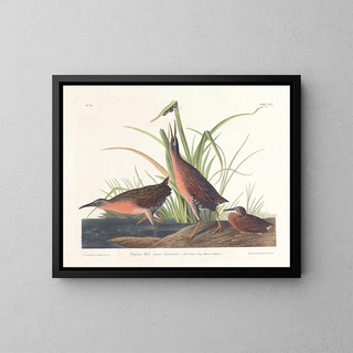John James Audubon - Virginia rail.webp