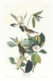 Moucherolle chanteur - John James Audubon — weergave van het kunstwerk