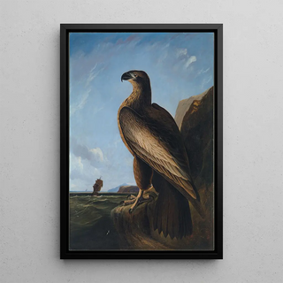 John James Audubon - Washington Sea Eagle.webp