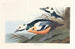Kanarie Westers - John James Audubon — weergave van het kunstwerk
