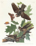 Engoulevent hout-pourri - John James Audubon — weergave van het kunstwerk