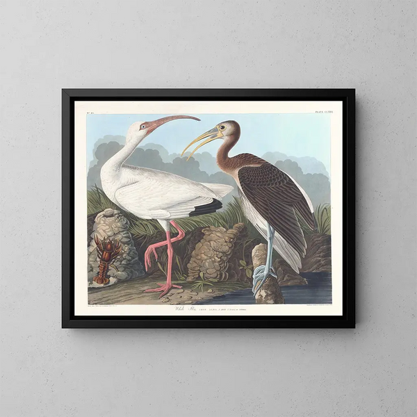 Ibis wit - John James Audubon — ingelijst kunstwerk aan de muur