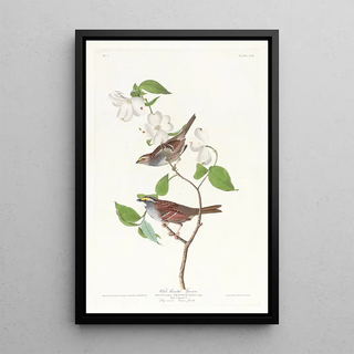 John James Audubon - White throated sparrow.webp